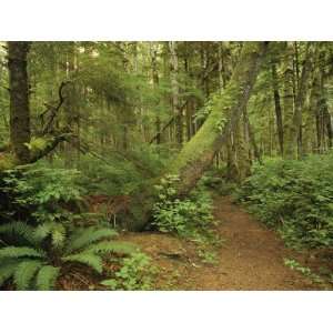  A Trail Cuts Through Ferns and Shrubs Covering the Rain 