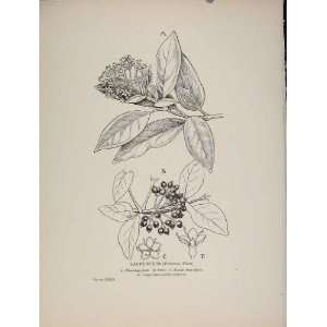  Laurustinus Trees And Shrubs Botanical Old Print C1909 