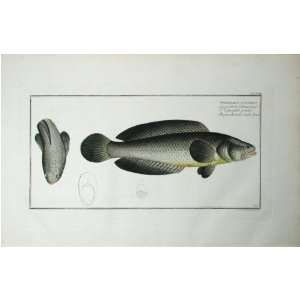  Marcus E Bloch Fish Print   Snake Head Fine Art 