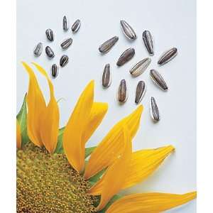  Sunflower, Super Snack Mix Hybrid 1 Pkt. (40 seeds) Patio 